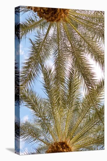 Below the Palms IV-Karyn Millet-Stretched Canvas