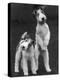 Belsize Mavis and Stella of Solent Two Wire Fox Terriers-Thomas Fall-Premier Image Canvas