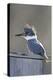 Belted Kingfisher Sitting on Wood Duck Nest Box, Marion, Illinois, Usa-Richard ans Susan Day-Premier Image Canvas