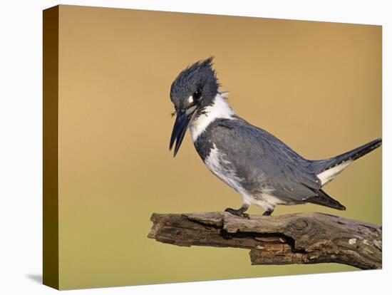 Belted Kingfisher, Willacy County, Rio Grande Valley, Texas, USA-Rolf Nussbaumer-Premier Image Canvas