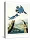 Belted Kingfisher-John James Audubon-Premier Image Canvas