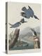 Belted Kingsfisher, 1830-John James Audubon-Premier Image Canvas