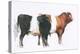 Belties, 2006-Mark Adlington-Premier Image Canvas