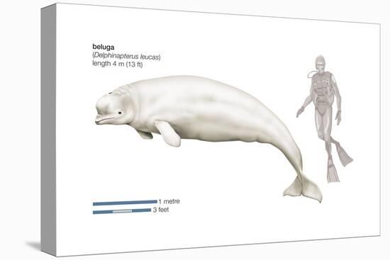 Beluga (Delphinapterus Leucas), Mammals-Encyclopaedia Britannica-Stretched Canvas