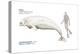 Beluga (Delphinapterus Leucas), Mammals-Encyclopaedia Britannica-Stretched Canvas