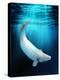 Beluga Whale, Artwork-Victor Habbick-Premier Image Canvas