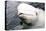 Beluga Whale, Churchill, Manitoba, Canada, North America-Bhaskar Krishnamurthy-Premier Image Canvas