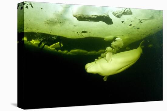 Beluga Whale (Delphinapterus Leucas) Swimming Under Ice And Exhaling Air-Franco Banfi-Premier Image Canvas