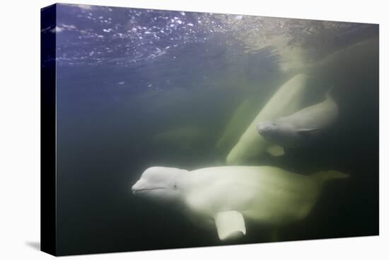 Beluga Whale, Hudson Bay, Canada-null-Premier Image Canvas