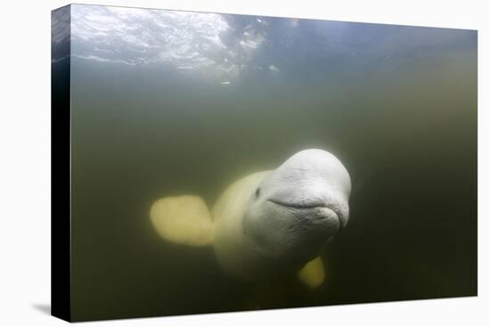 Beluga Whale, Hudson Bay, Canada-null-Premier Image Canvas