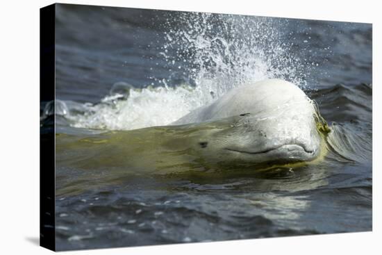 Beluga Whale, Hudson Bay, Canada-Paul Souders-Premier Image Canvas