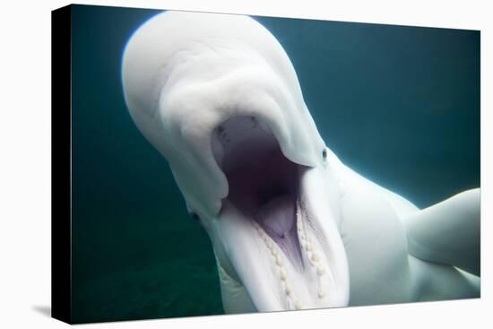 Beluga Whale, Mystic Aquarium, Connecticut-Paul Souders-Premier Image Canvas