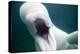 Beluga Whale, Mystic Aquarium, Connecticut-Paul Souders-Premier Image Canvas