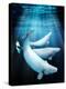 Beluga Whales, Artwork-Victor Habbick-Premier Image Canvas