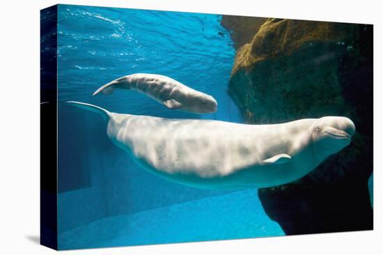 Beluga Whales-null-Stretched Canvas