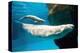 Beluga Whales-null-Stretched Canvas