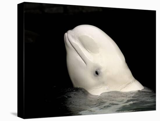 Beluga White Whale Surfacing, Vancouver Aquarium, Canada-Eric Baccega-Premier Image Canvas
