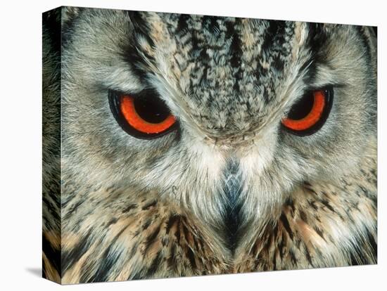 Bengal Eagle-Owl in India-Martin Harvey-Premier Image Canvas