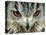 Bengal Eagle-Owl in India-Martin Harvey-Premier Image Canvas