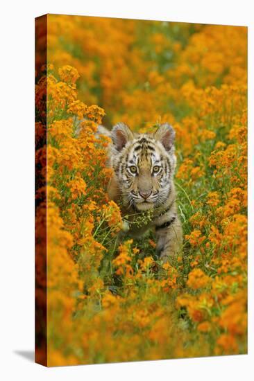 Bengal Indian Tiger Cub Amongst Mustard Flowers-null-Premier Image Canvas