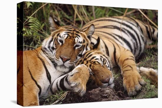 Bengal Indian Tiger X Two Resting-null-Premier Image Canvas