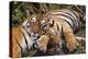 Bengal Indian Tiger X Two Resting-null-Premier Image Canvas