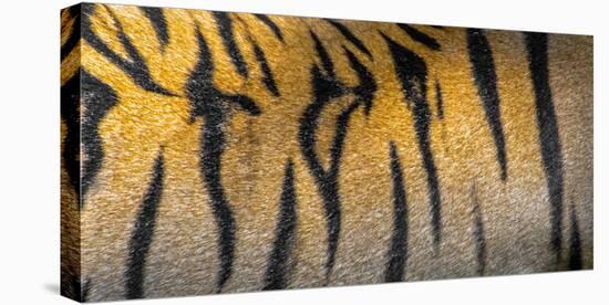 Bengal tiger back extreme close up, India-Panoramic Images-Premier Image Canvas