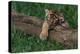 Bengal Tiger Cub Asleep on Fallen Tree-DLILLC-Premier Image Canvas