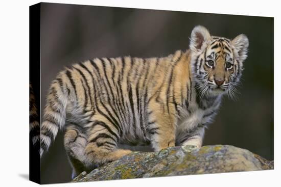 Bengal Tiger Cub on Rocks-DLILLC-Premier Image Canvas