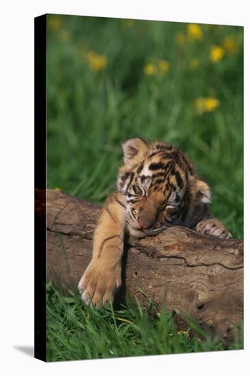 Bengal Tiger Cub Sleeping on Fallen Tree-DLILLC-Premier Image Canvas