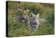 Bengal Tiger Cubs in Grass-DLILLC-Premier Image Canvas