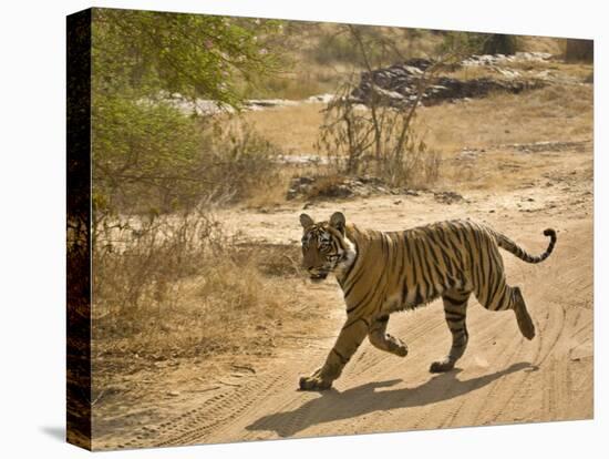 Bengal Tiger Hunting, Ranthambhore Np, Rajasthan, India-T.j. Rich-Premier Image Canvas