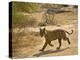 Bengal Tiger Hunting, Ranthambhore Np, Rajasthan, India-T.j. Rich-Premier Image Canvas