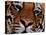 Bengal Tiger in Bandhavgarh National Park, India-Dee Ann Pederson-Premier Image Canvas