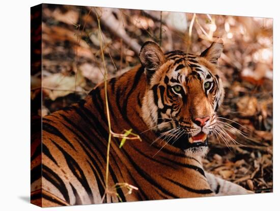 Bengal Tiger in Bandhavgarh National Park, India-Dee Ann Pederson-Premier Image Canvas