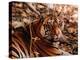 Bengal Tiger in Bandhavgarh National Park, India-Dee Ann Pederson-Premier Image Canvas