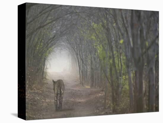 Bengal Tiger in the Forest, Ranthambore National Park, Rajasthan, India-Keren Su-Premier Image Canvas