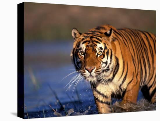 Bengal Tiger, India-Stuart Westmoreland-Premier Image Canvas