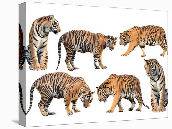 Bengal Tiger Isolated Collection-Anan Kaewkhammul-Premier Image Canvas