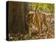 Bengal Tiger, Madhya Pradesh, Bandhavgarh National Park, India-Joe & Mary Ann McDonald-Premier Image Canvas