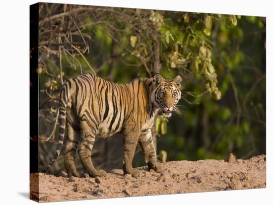 Bengal Tiger, (Panthera Tigris Tigris), Bandhavgarh, Madhya Pradesh, India-Thorsten Milse-Premier Image Canvas