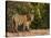 Bengal Tiger, (Panthera Tigris Tigris), Bandhavgarh, Madhya Pradesh, India-Thorsten Milse-Premier Image Canvas