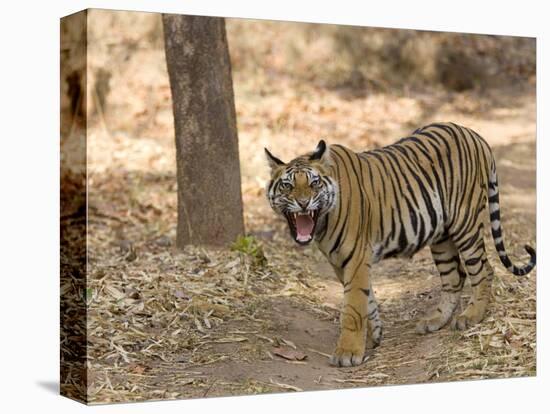 Bengal Tiger, (Panthera Tigris Tigris), Bandhavgarh, Madhya Pradesh, India-Thorsten Milse-Premier Image Canvas