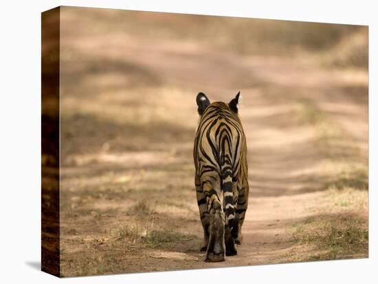 Bengal Tiger, Panthera Tigris Tigris, Bandhavgarh National Park, Madhya Pradesh, India, Asia-Thorsten Milse-Premier Image Canvas