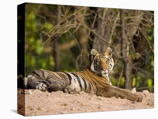 Bengal Tiger, Panthera Tigris Tigris, Bandhavgarh National Park, Madhya Pradesh, India, Asia-Thorsten Milse-Premier Image Canvas