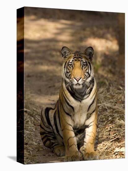 Bengal Tiger, Panthera Tigris Tigris, Bandhavgarh National Park, Madhya Pradesh, India, Asia-Thorsten Milse-Premier Image Canvas