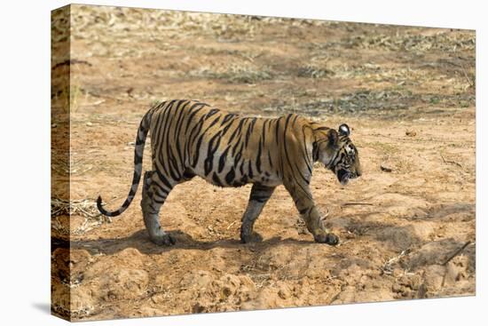 Bengal tiger (Panthera tigris tigris), Bandhavgarh National Park, Madhya Pradesh, India, Asia-Sergio Pitamitz-Premier Image Canvas