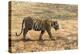 Bengal tiger (Panthera tigris tigris), Bandhavgarh National Park, Madhya Pradesh, India, Asia-Sergio Pitamitz-Premier Image Canvas