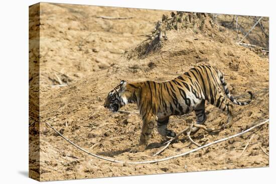 Bengal tiger (Panthera tigris tigris), Bandhavgarh National Park, Madhya Pradesh, India, Asia-Sergio Pitamitz-Premier Image Canvas