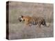 Bengal Tiger, Panthera Tigris Tigris, Bandhavgarh National Park, Madhya Pradesh, India-Thorsten Milse-Premier Image Canvas
